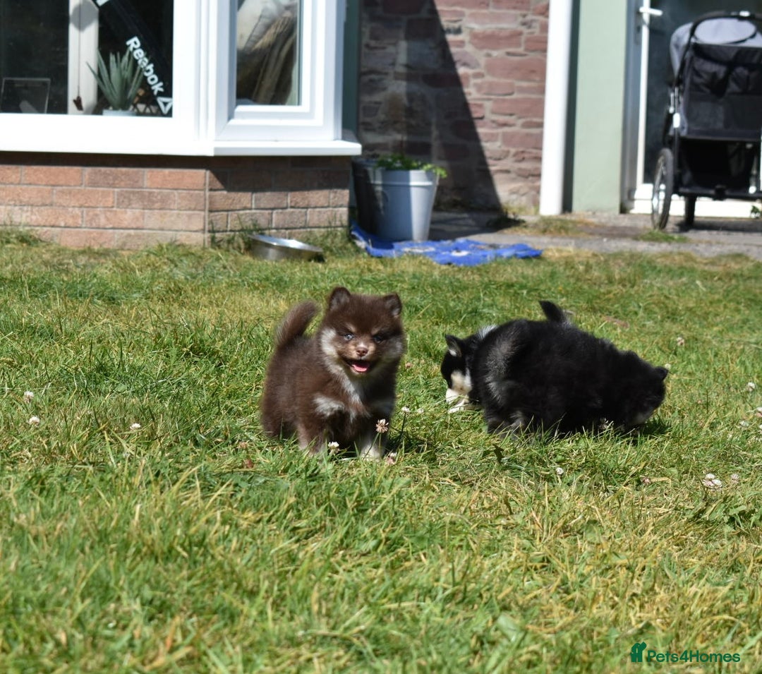 Pomsky dogs for sale: Merle Genuine Toy Size  Pomsky Puppies - Image 7