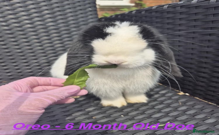 Mini Lop rabbits in Chard - Advert 10