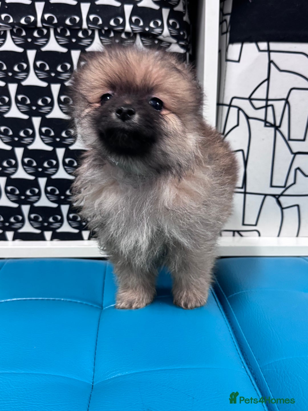 Pomeranian dogs for sale: FLUFFY POMERANIAN FOR SALE 🥰 - Advert 21
