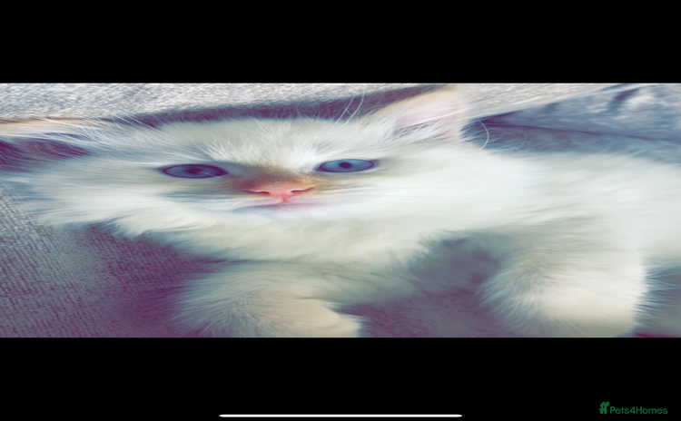 Ragdoll cats - Advert 1