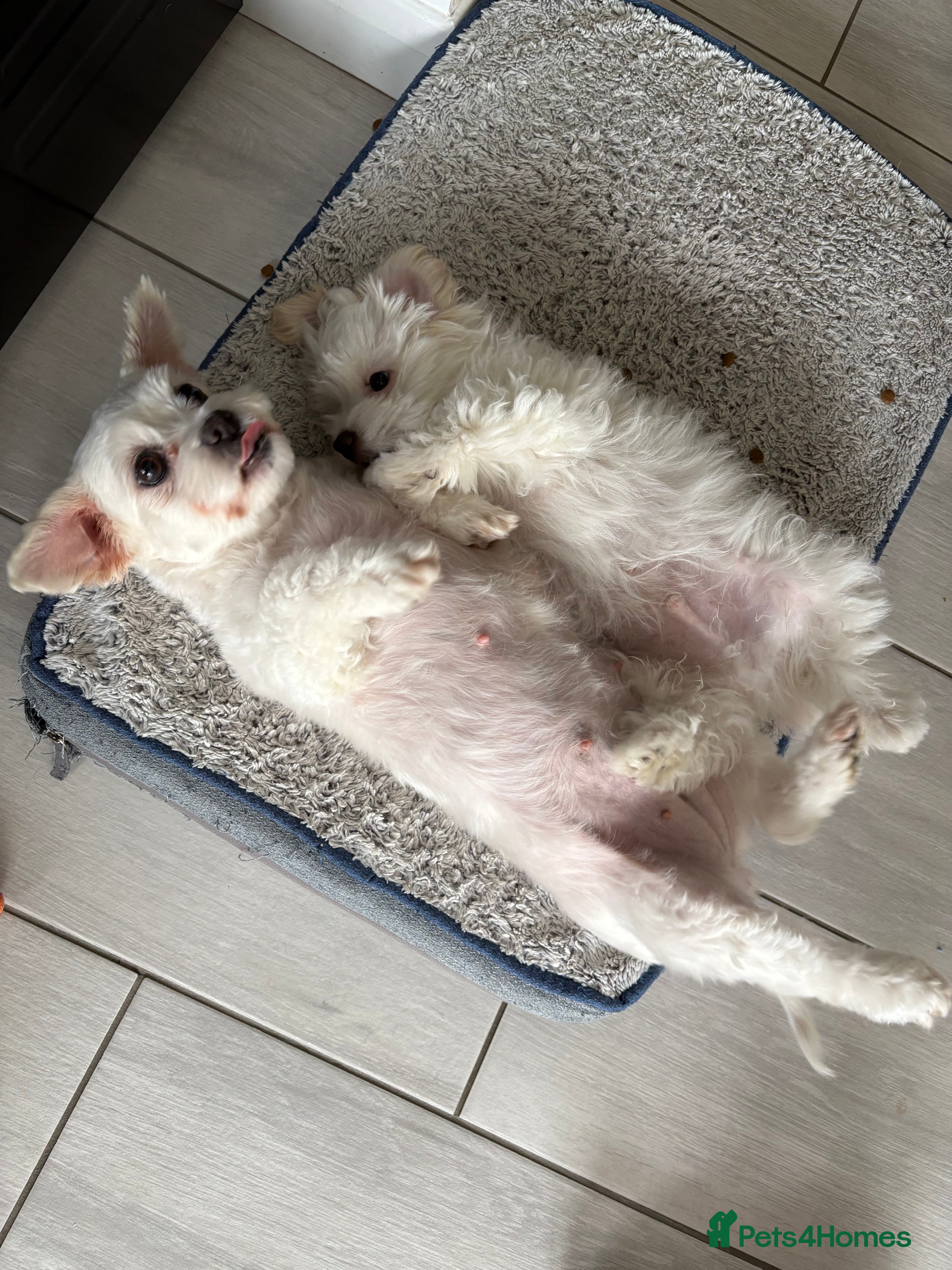 Maltese dogs  1️⃣ Male Maltese puppy in Grays, Essex  - Advert 9