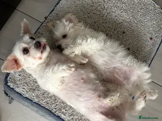 Maltese dogs 1️⃣ Male Maltese puppy in Grays, Essex - Advert 9