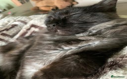 Maine Coon cats for sale: Full pedigree Maine Coon Female - Image 11