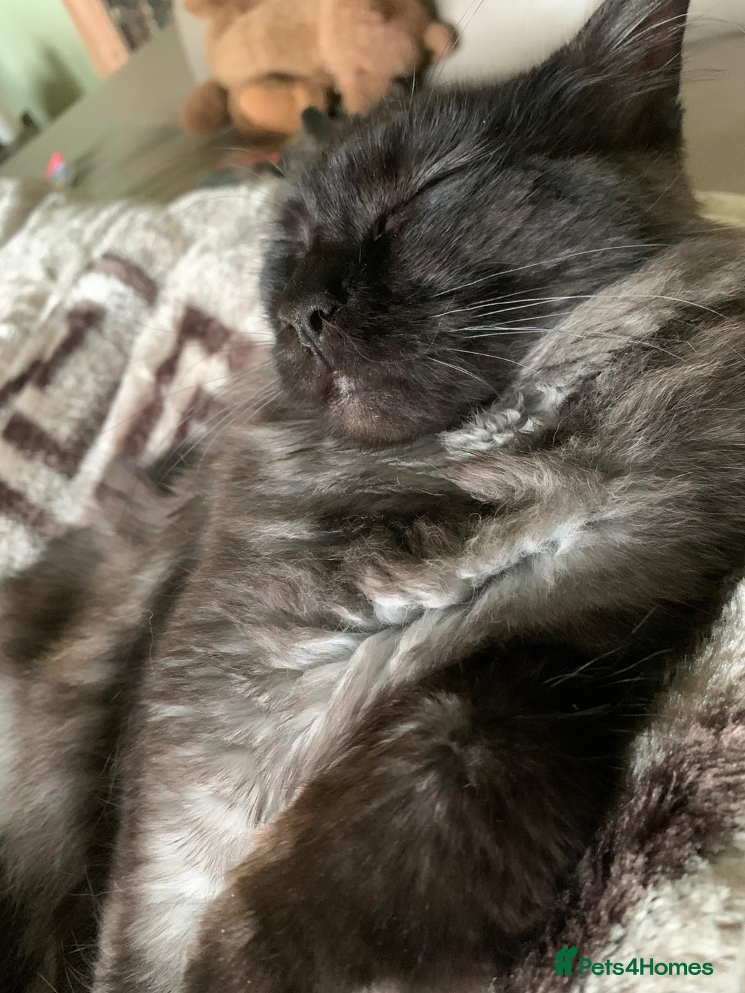 Maine Coon cats for sale: Full pedigree Maine Coon Female - Image 11