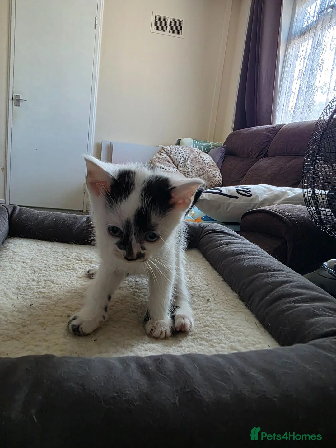 Mixed Breed cats for sale: Bengal cross kittens  - Advert 2