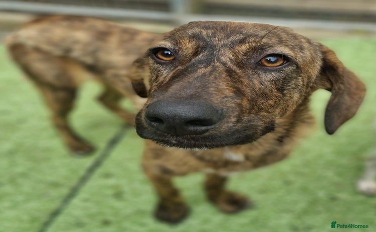 Mixed Breed dogs - Advert 5