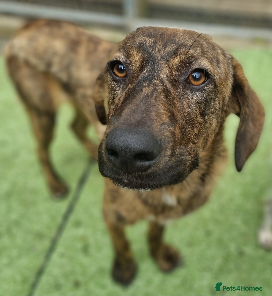 Mixed Breed dogs for adoption: Kobi - In Ayr Looking for a home  - Image 1