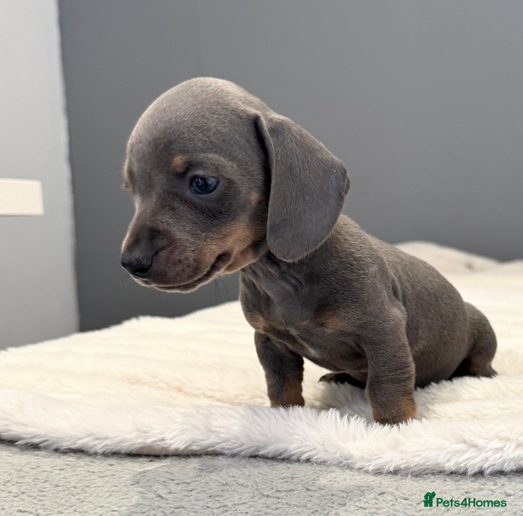Miniature Dachshund dogs for sale: Miniature smooth coat Dachshund puppies - Image 4