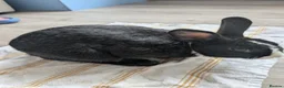 Mixed Breed rabbits for sale: Beautiful baby bunnies for sale. Chinchilla cross - Advert 2