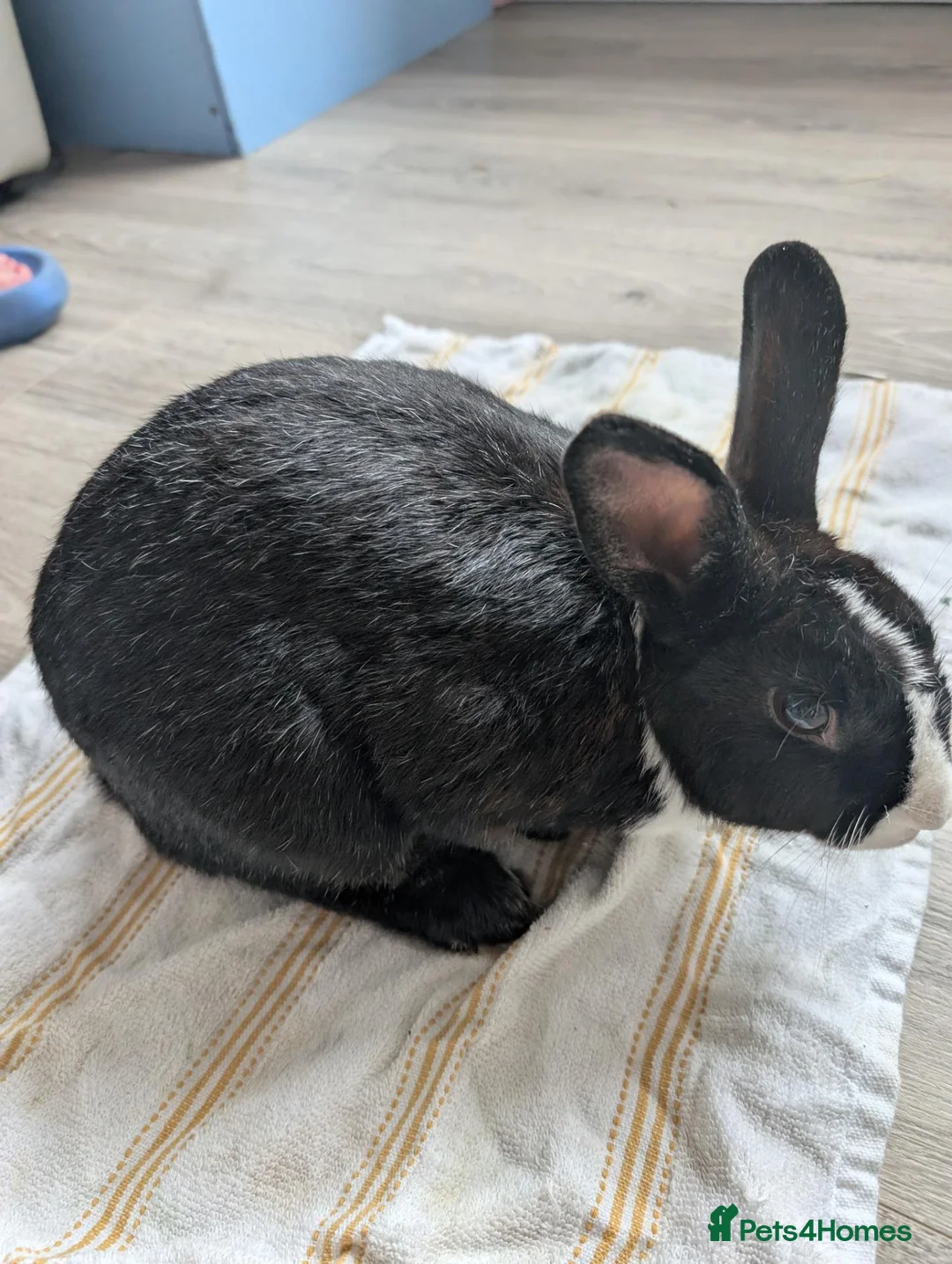 Mixed Breed rabbits for sale: Beautiful baby bunnies for sale. Chinchilla cross - Advert 2