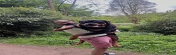 Rottweiler dogs for sale: KC German Line Rottweilers – Mother & Son Pair - Advert 10
