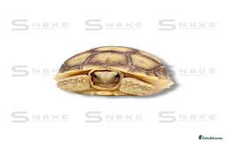 Tortoise reptiles for sale: SULCATA TORTOISES - Image 2