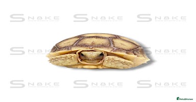 Tortoise reptiles - Advert 1