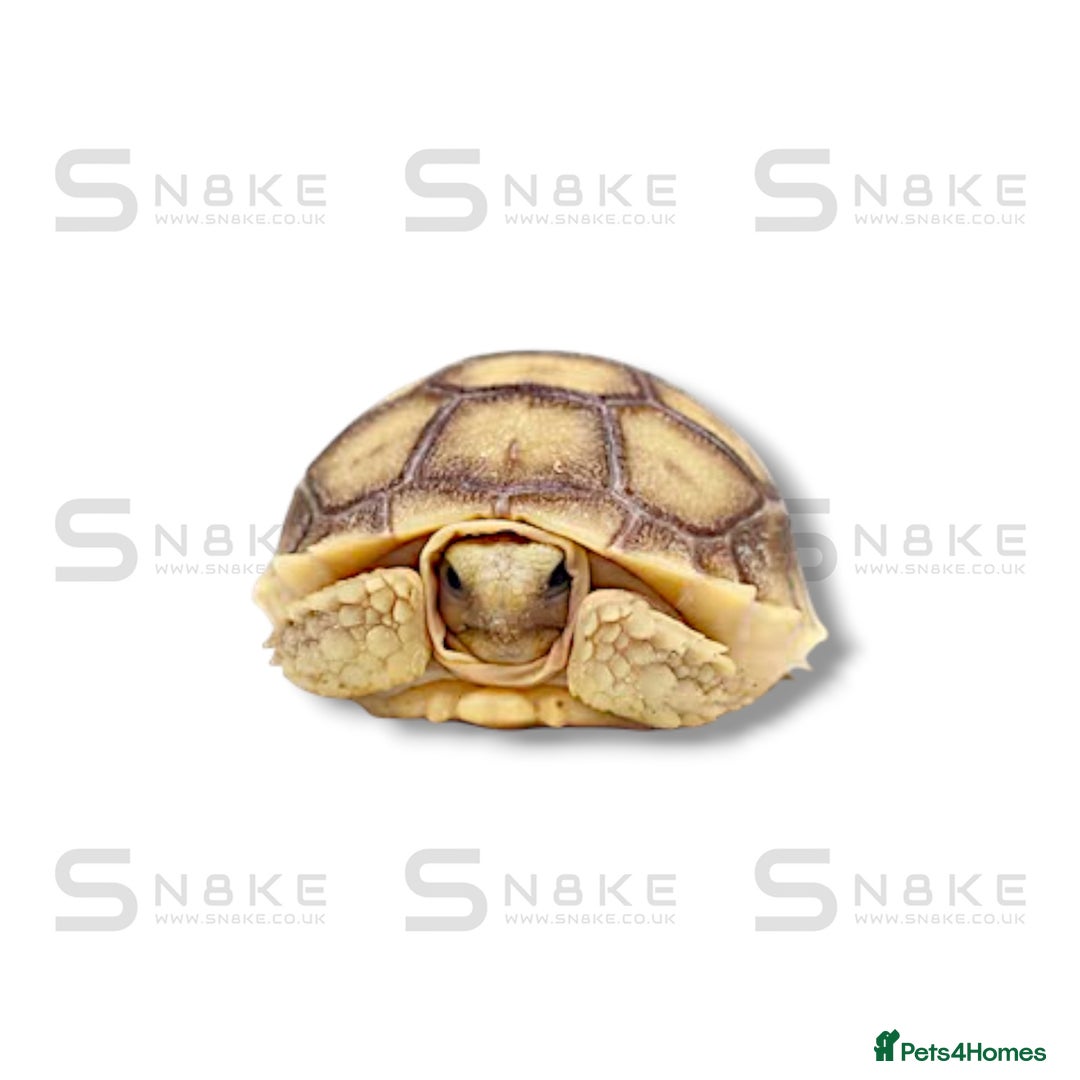 Tortoise reptiles for sale: SULCATA TORTOISES - Image 2