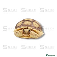 Tortoise reptiles - Advert 1