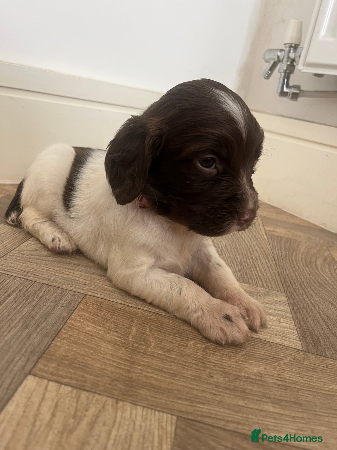 English Springer Spaniel dogs for sale: Springer Spaniel Puppies  in Crewe - Image 4