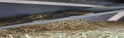 Guinea Pig rodents for sale: Two beautiful male guinea pigs and hutch - Advert 4