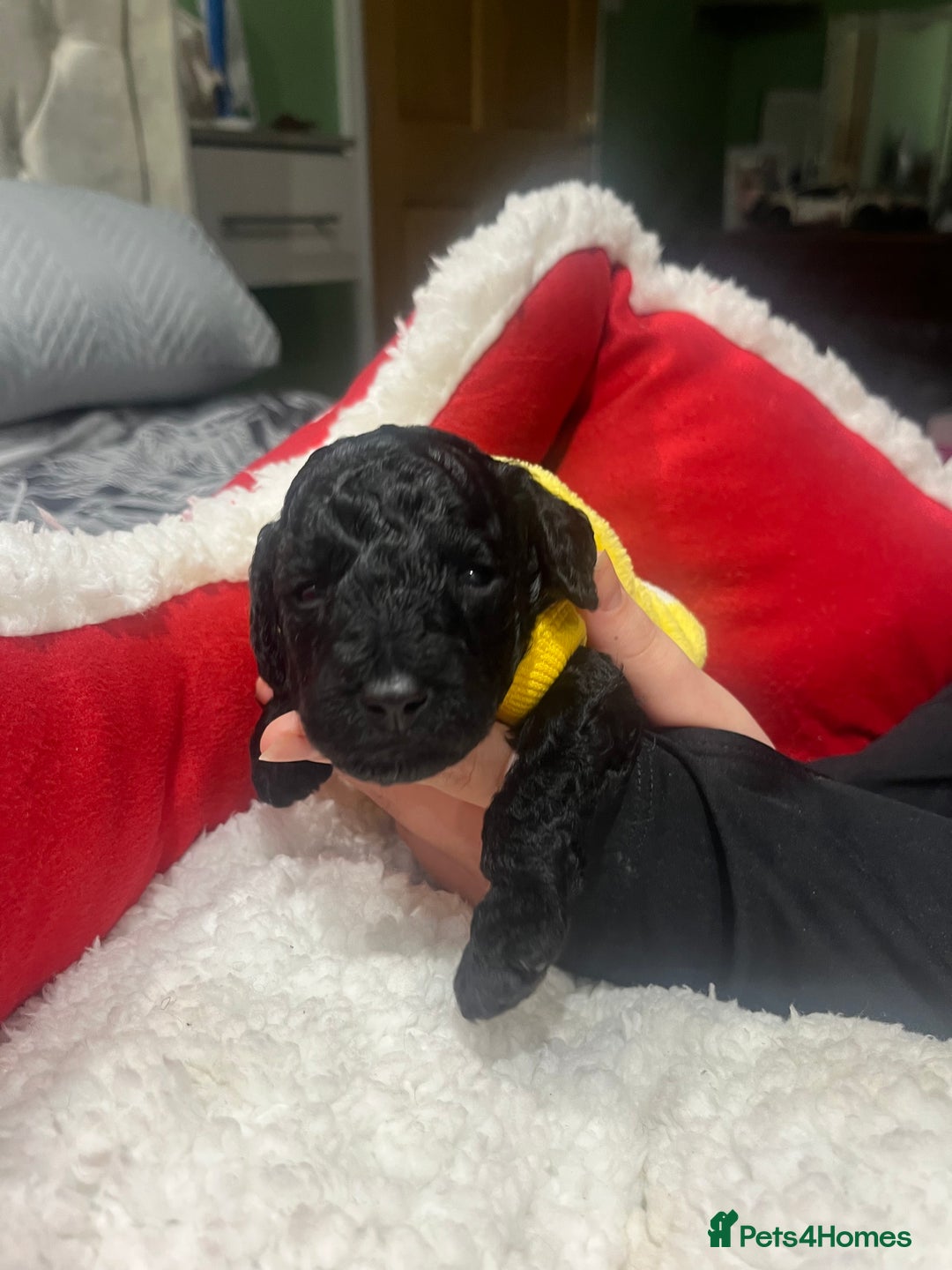 Miniature Poodle dogs for sale: miniature poodles  - Advert 11