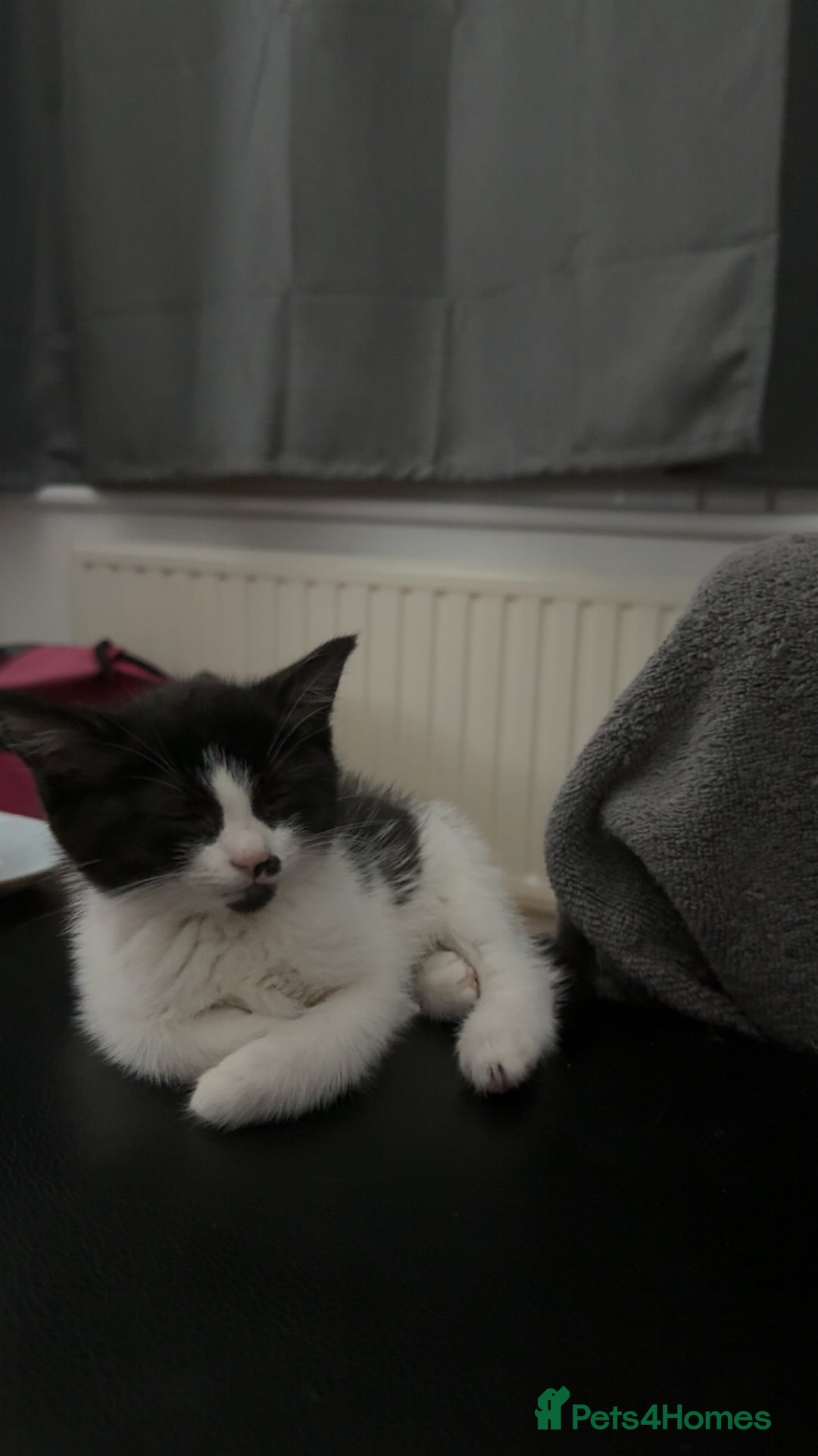 Persian cats for sale: Shorthair RagDoll Persian X British longhair  - Advert 7