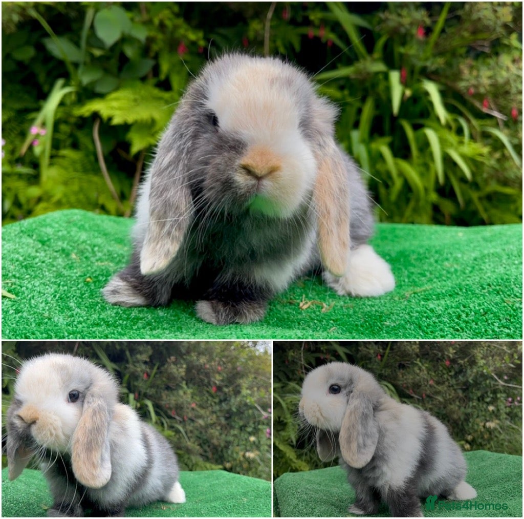 Mini Lop rabbits Baby mini lops ready 9th June - Advert 1
