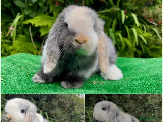 Mini Lop rabbits Baby mini lops ready 9th June - Advert 1