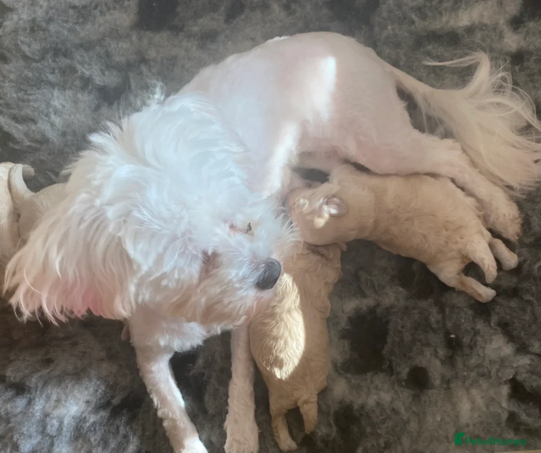 Maltipoo dogs for sale: DNA clear tiny toy F1b maltipoo puppy - Advert 2