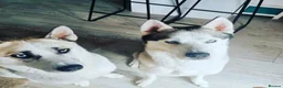 Huskita dogs for sale: Puppies for sale - Advert 2