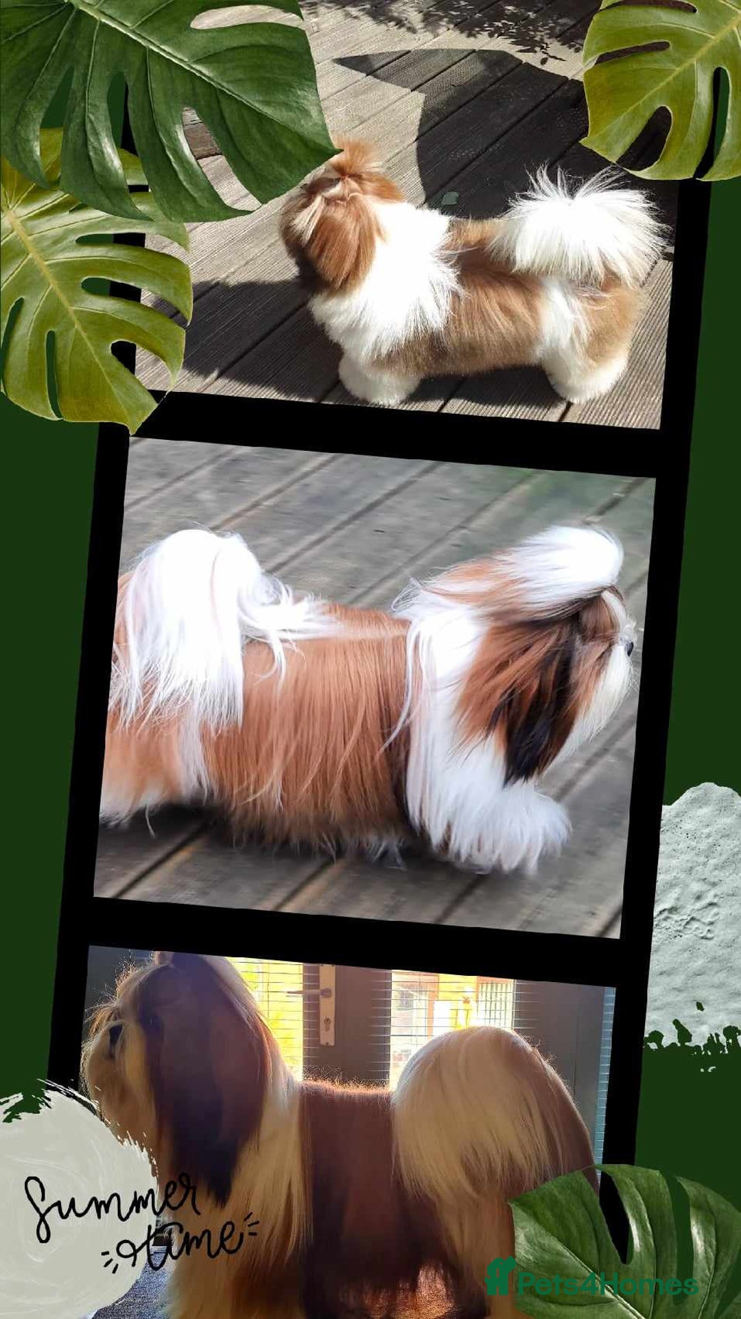 Shih Tzu dogs for stud: Balkan Grand Champion Sired Shih Tzu for Stud. in Dukinfield - Image 2