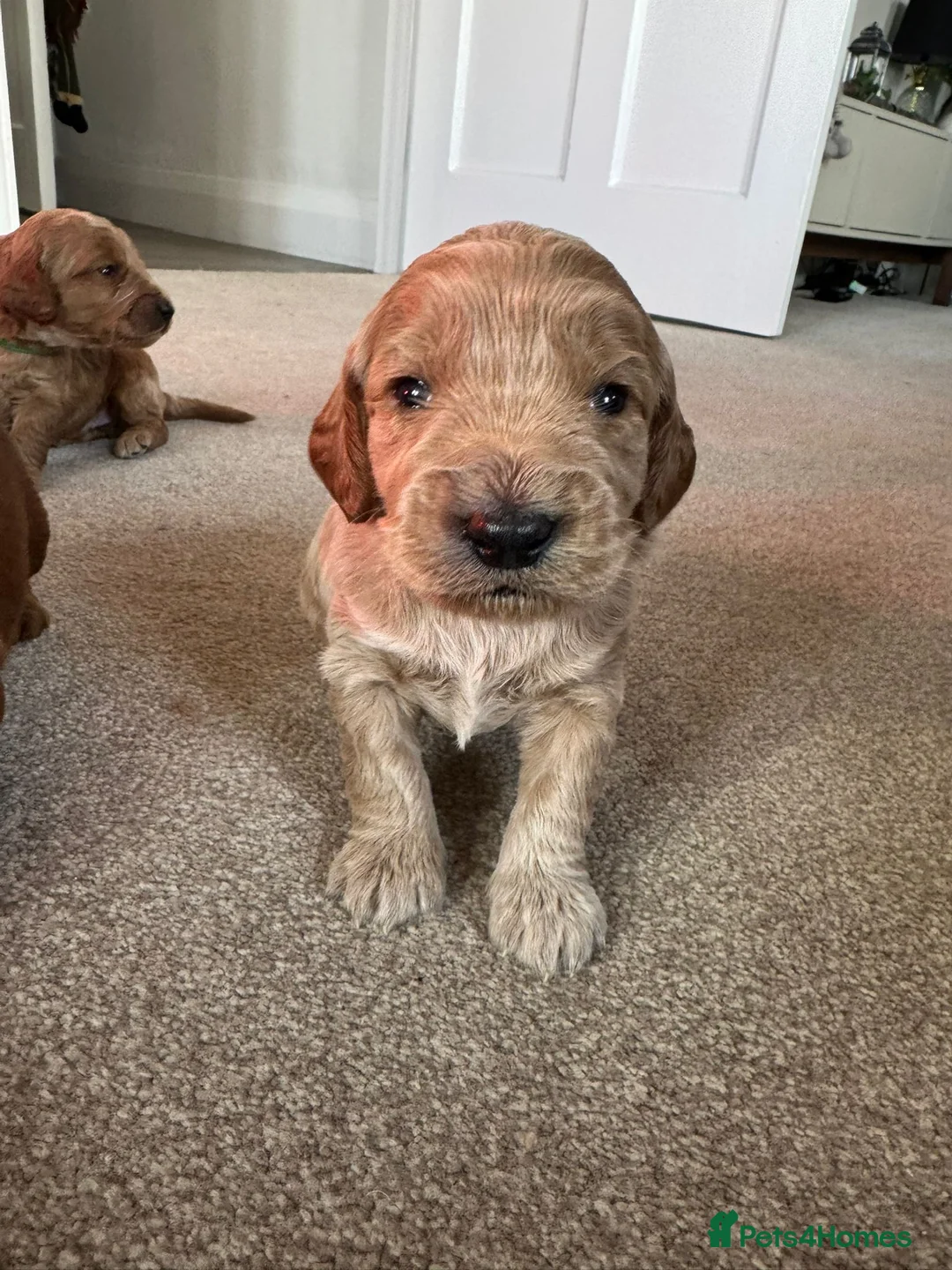 Mixed Breed dogs for sale: Stunning Irish Cockapoodledo's........ - Advert 21