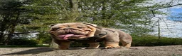 English Bulldog dogs for stud: Son of the Famous Topboy  - Advert 2