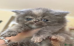 Persian cats for sale: GCCF show quality Persian kittens  - Image 3