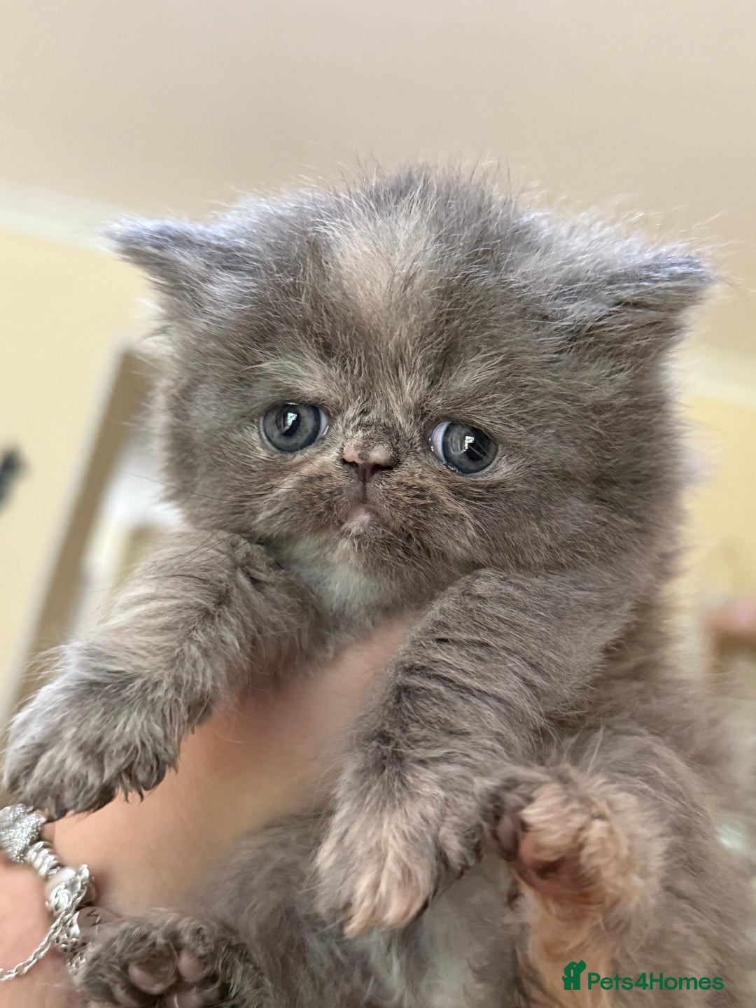 Persian cats for sale: GCCF show quality Persian kittens  - Image 3