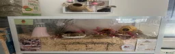 Hamster rodents for sale: Russian dwarf hamster  in Rowlands Gill - Advert 1