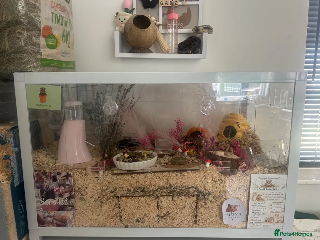 Hamster rodents for sale: Russian dwarf hamster  in Rowlands Gill - Advert 1