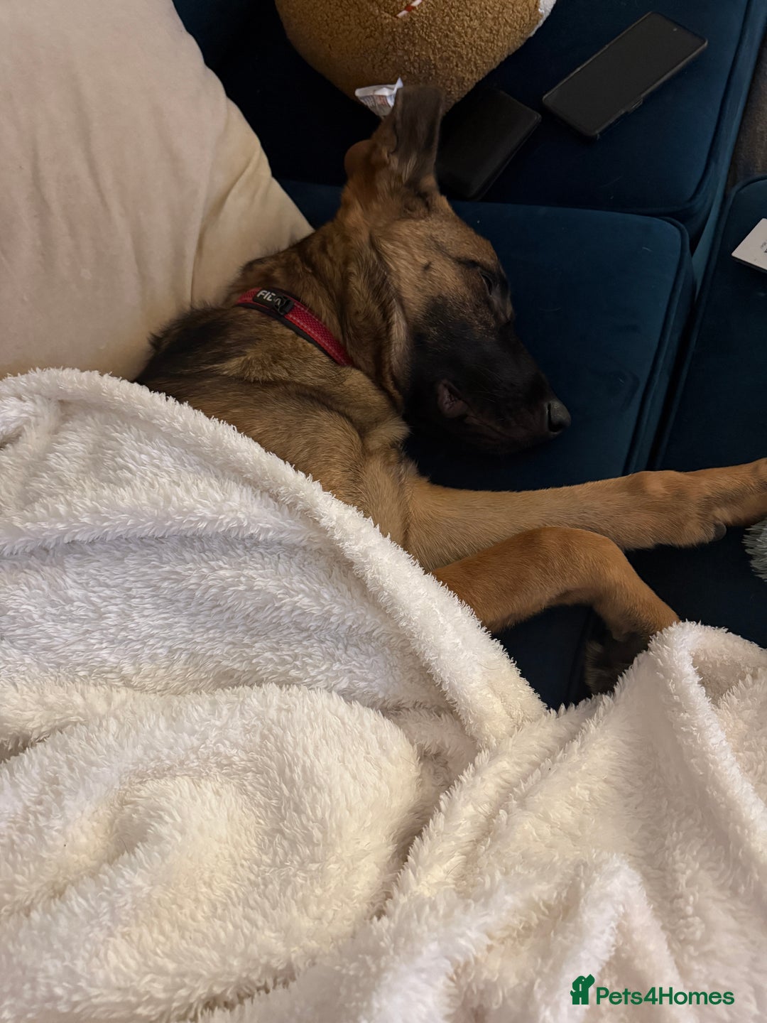 German Shepherd dogs for sale: Special home needed for Mando - Advert 3