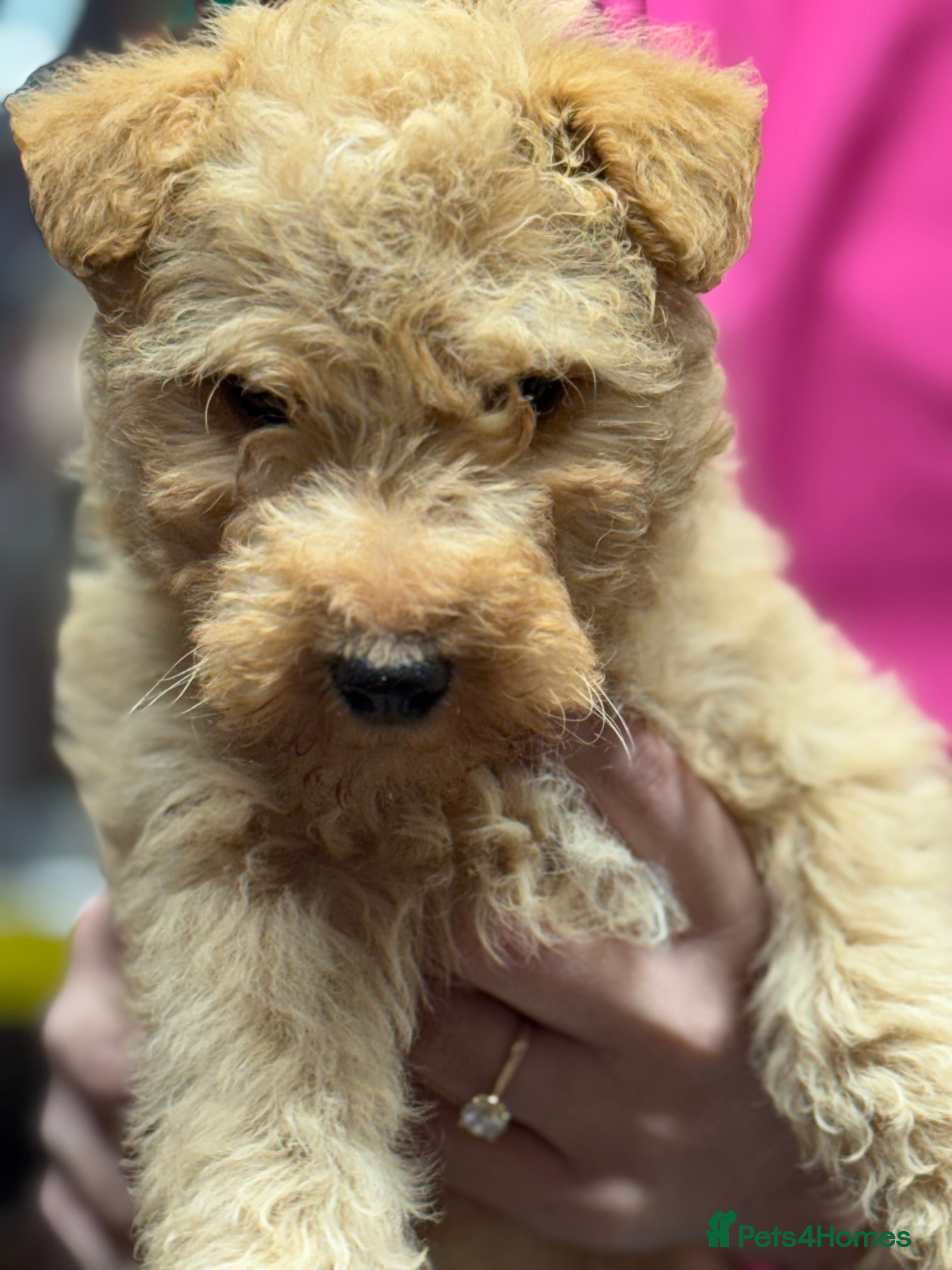 Lakeland Terrier dogs Stunning Lakeland Terrier Male  Puppies  - Advert 2
