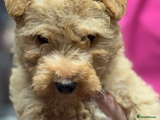 Lakeland Terrier dogs Stunning Lakeland Terrier Male Puppies - Advert 1