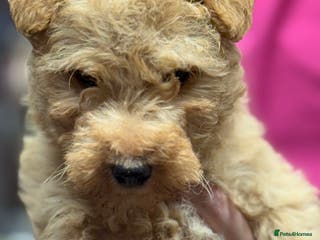 Lakeland Terrier dogs Stunning Lakeland Terrier Male Puppies - Advert 10