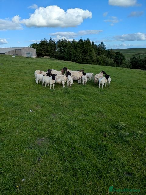 Sheep livestock Small flock of registered Dorpers Ewes - Advert 6