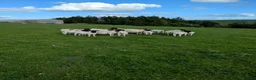 Sheep livestock for sale: Small flock of registered Dorpers Ewes - Advert 1
