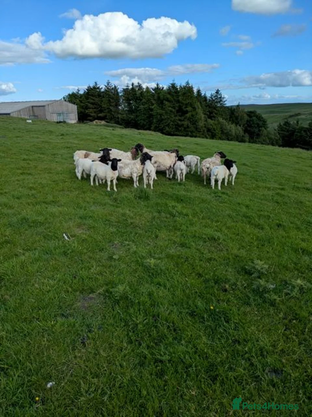 Sheep livestock for sale: Small flock of registered Dorpers Ewes - Advert 1