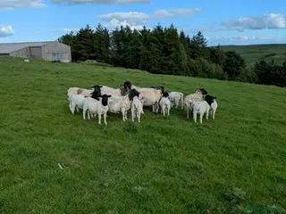 Sheep livestock Small flock of registered Dorpers Ewes - Advert 6