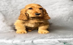 Cocker Spaniel dogs for sale: The cute Campbell - Advert 1