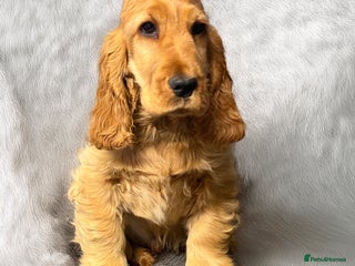 Cocker Spaniel dogs The cute Campbell - Advert 4