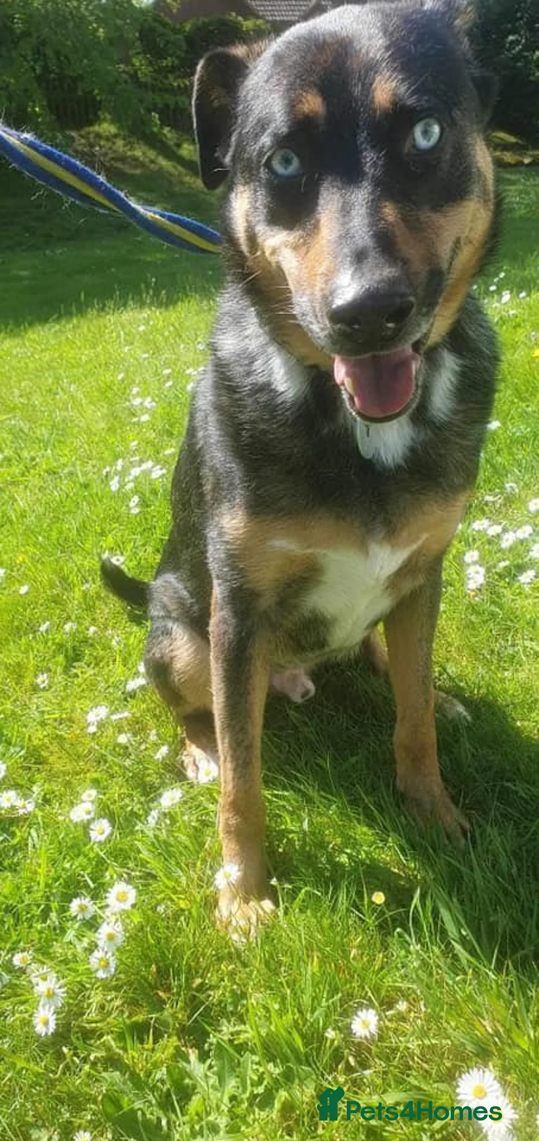 Mixed Breed dogs for adoption: Jack - Norwich Norfolk  in Norwich - Advert 13