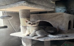 Scottish Fold cats for sale: Scottish fold kittens ready to find new homes - Image 28