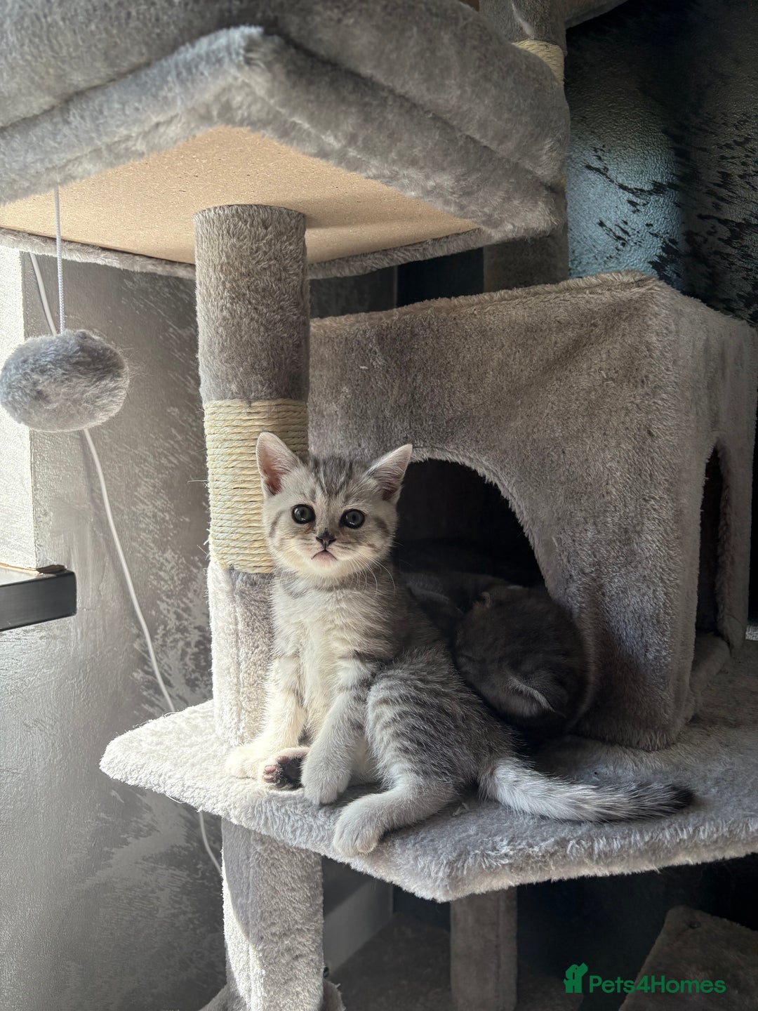 Scottish Fold cats for sale: Scottish fold kittens ready to find new homes - Image 28