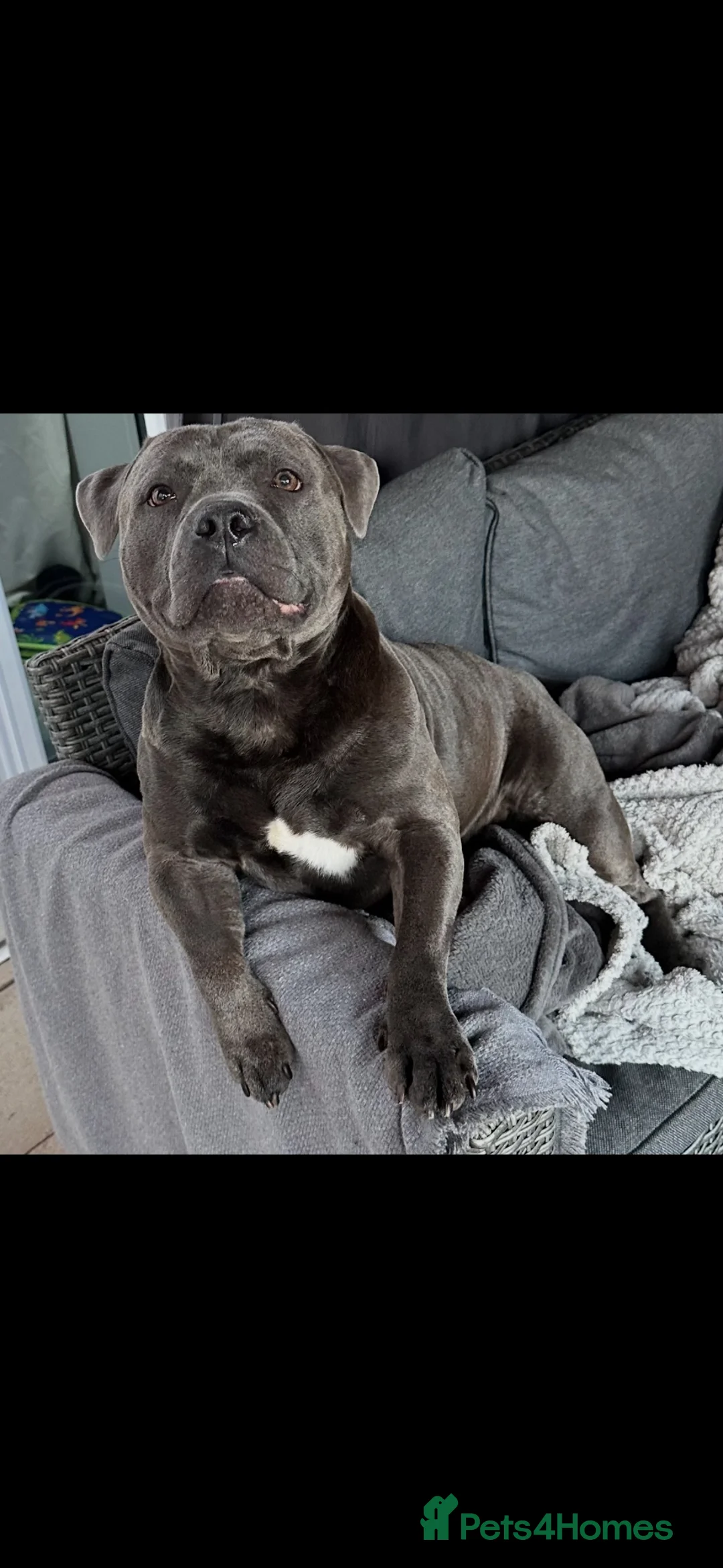 Staffordshire Bull Terrier dogs for sale: Blue Staffordshire bull terrier kc registered 3y in Cannock - Advert 2