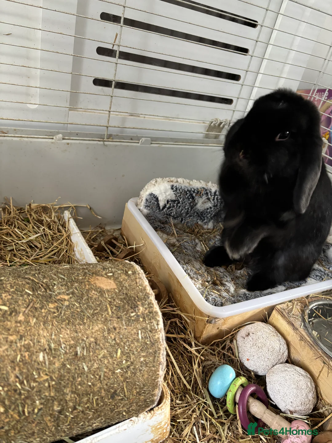 Mixed Breed rabbits for sale: 2 bonded rabbits brother and sister for new home - Advert 4