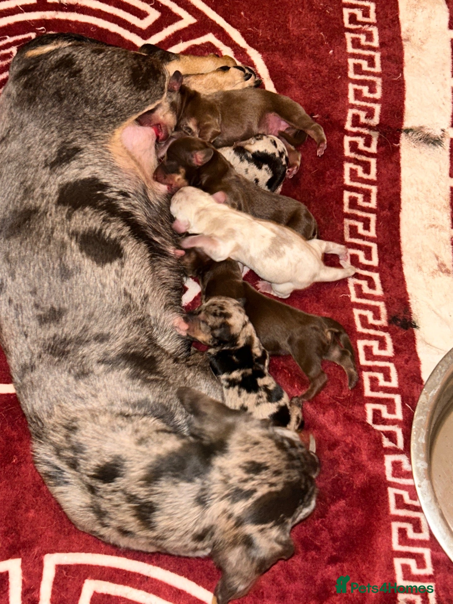 Miniature Dachshund dogs Miniature dashaund puppy’s ready now  - Advert 1